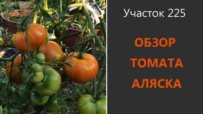 Томат Аляска 0,1 г автор. Гавриш