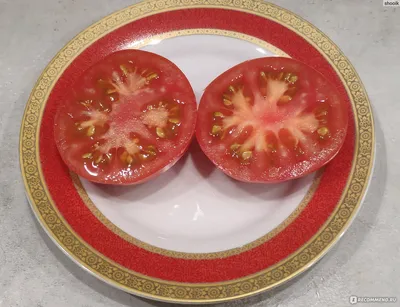 Alaska Tomato Seeds – Heirloom Untreated NON-GMO From Canada – The  Incredible Seed Company Ltd