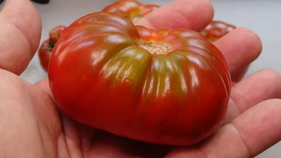 Tomatoes in Alaska! : r/aerogarden