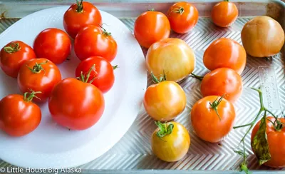 Green Tiger Tomato Seed (Solanum lycopersicum) - Seeds and Soil Farm