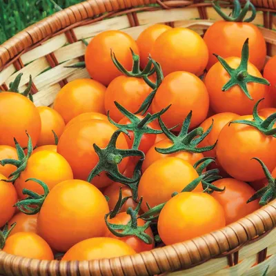 Sleeping Lady Tomato | hrseeds