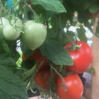 15 Alaska Wonder Tomato Seeds - Heirloom, Dwarf | eBay