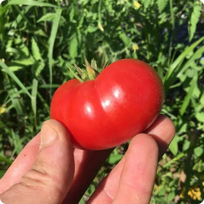 Your Majesty Tomato Seeds | Baker Creek Heirloom Seeds