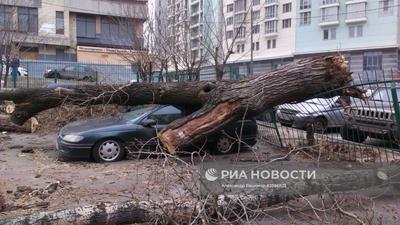 Ураган в Москве. Фото и видео — Meduza