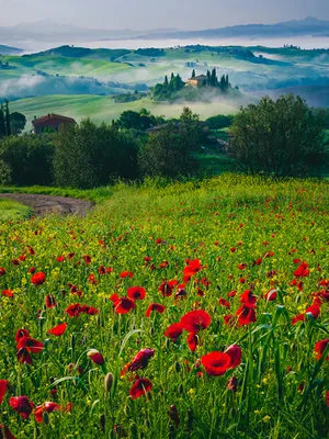 Картина \"Сиена, сельская местность и холмы. Тоскана, Италия\" |  Интернет-магазин картин \"АртФактор\"