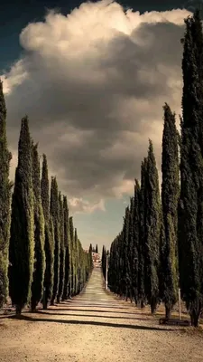 Картинка Тоскана Италия Природа Луга Поля Небо холм Пейзаж