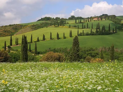 Toscana | Flanagan Wiki | Fandom