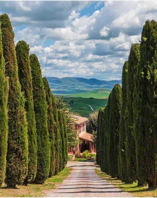 Италия, Тоскана, поля, виноградники, …» — создано в Шедевруме
