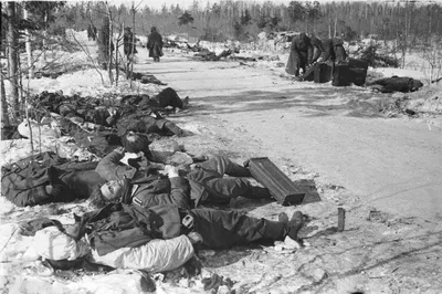 Трупы немецких солдат у дороги, Ленинградский фронт — военное фото