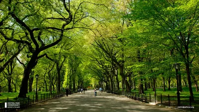 Центральный парк, Манхэттен, Нью-Йорк | Пикабу