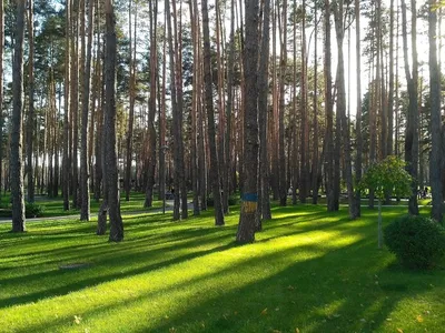 Центральный парк Нью-Йорка могут превратить в убежище для иммигрантов? |  Rubic.us