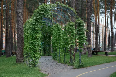 Как благоустроят парк \"Центральный\" в Барнауле в 2023 году - Толк 18.05.2023