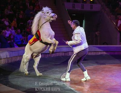 talentedchildren.ru :: Купить билеты екатеринбург цирк