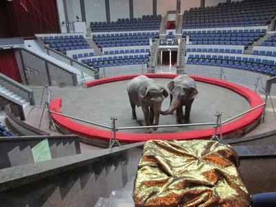 Новосибирский государственный цирк в Новосибирске