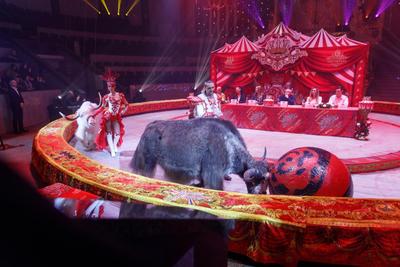 В Новосибирске пройдёт грандиозное шоу «Королевский цирк» от Гии Эрадзе |  КУЛЬТУРА | АиФ Новосибирск