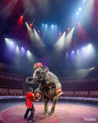 Цирк на Фонтанке, Санкт-Петербург - «Ощущение праздника и волшебства. Даже  взрослый радуется, как ребенок. Программа «Желание летать» ненадолго  вернула в детство.» | отзывы