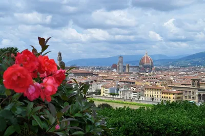 картинки : растение, цветок, Италия, Флоренция, Firenze 2048x1360 - -  1013305 - красивые картинки - PxHere