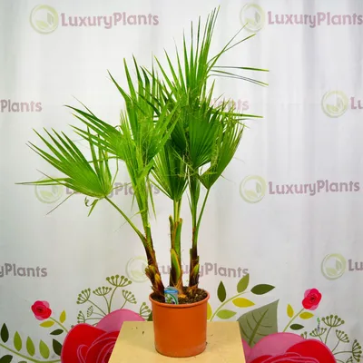 Пальма Вашингтония Робуста купить недорого в Москве | Комнатное растение  пальма Вашингтония Робуста в интернет-магазине с доставкой по РФ