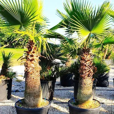 Вашингтония — самая массивная веерная пальма | Пальма, Веерные пальмы, Цветы