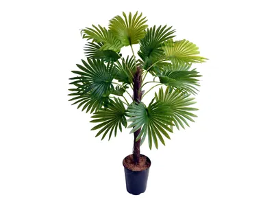Пальма Вашингтония мини Latex в кашпо цилиндро 30*20*57 - купить в Москве |  Интернет-магазин искусственных растений Zeltta