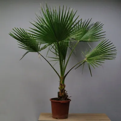 Вашингтония мощная (Washingtonia robusta) — Рассада цветов и овощей.