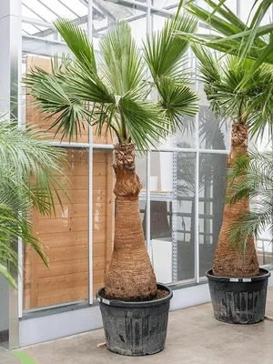 MintOnly Искусственные растения пальма декоративная Вашингтония