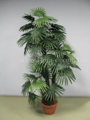 Вашингтония мощная (Washingtonia robusta) 35л - Сочинский питомник  декоративных растений