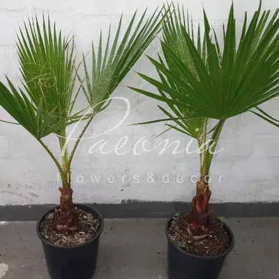 Пальма Вашингтония нитеносная, купить, Пальма мексиканская, Arecaceae,  Palmae Washingtonia, Mexican Fan Palm, заказать почтой, доставка,  Многолетние растения в контейнерах, упаковке и ОКС Купить растения в  Ростове-на-Дону, Интернет-магазин, питомник ...