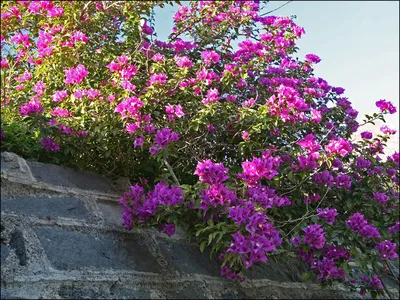 Цветы Италии фото фотографии