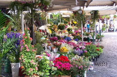 Цветы Италии - фотозаметки туриста — Блог Милы