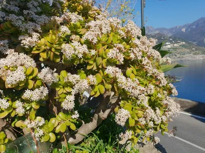 Весна в Италии (49 фото) - 49 фото
