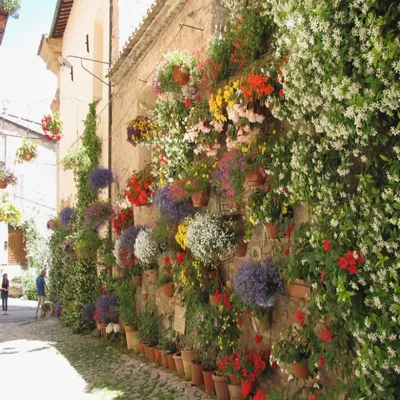 Флора Средиземноморья, фото растений и цветов Италии • Форум Винского