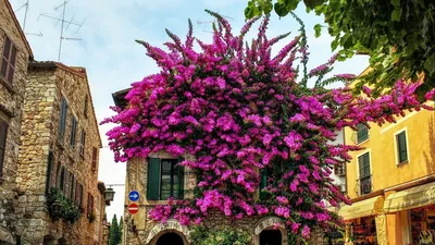 Бугенвиллия Италия Цветы - Бесплатное фото на Pixabay - Pixabay