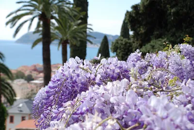 10 самых красивых цветущих растений северной Италии