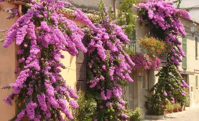 Флора Средиземноморья, фото растений и цветов Италии - Страница 2 • Форум  Винского