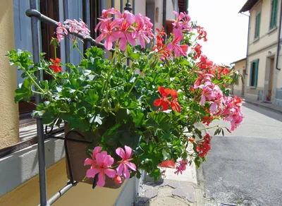 Цветы Италии :: Ольга Оглоблина – Социальная сеть ФотоКто