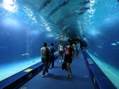 Крупнейшие океанариумы и аквариумы мира - туристический блог об отдыхе в  Беларуси