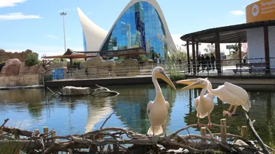 Океанографический парк Валенсии - самый большой аквариум в Европе! -  Валенсия, Испания - жизнь, туризм, бизнес