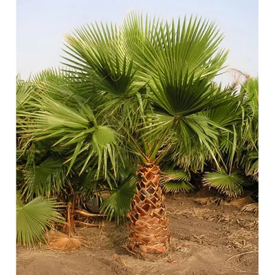 Вашингтония нитеносная (Washingtonia filifera) — путеводитель по отдыху в  Крыму