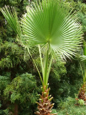 Пальма вашингтония филибуста