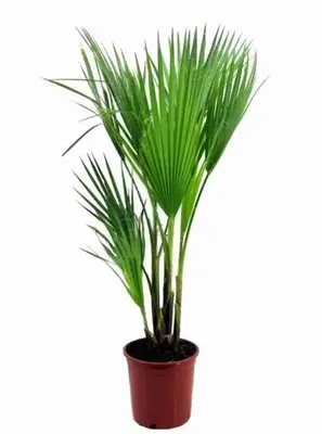 Вашингтония комнатная пальма Бамбук Shop Пальма - купить по выгодным ценам  в интернет-магазине OZON (834735098)