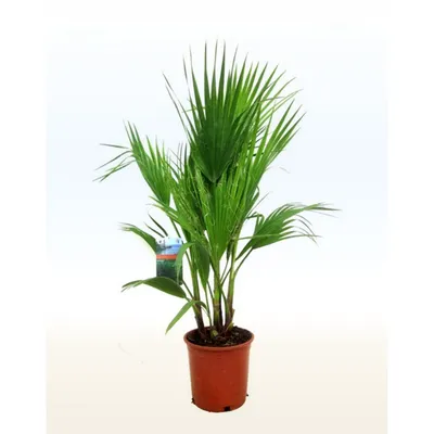 Вашингтония нитеносная семена (Washingtonia filifera) - Цена: €1.75