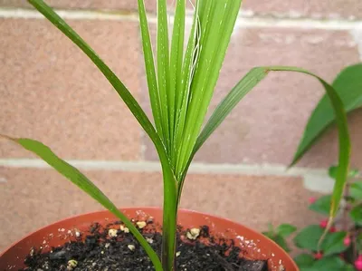 Вашингтония нитеносная (Washingtonia filifera) — описание, выращивание,  фото | на LePlants.ru