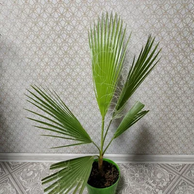 Вашингтония — самая массивная веерная пальма | Идеи посадки растений,  Пальма, Растения
