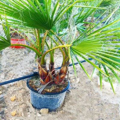 Вашингтония мощная (Washingtonia robusta) — Рассада цветов и овощей.