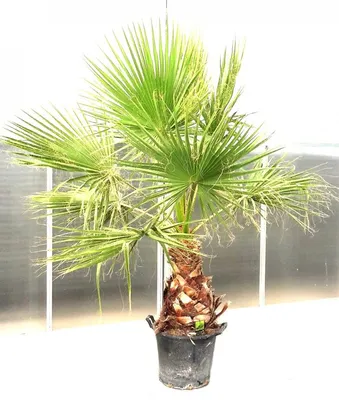 Отзыв о Пальма Вашингтония нитчатая | Отличное растение для декора дома или  квартиры.