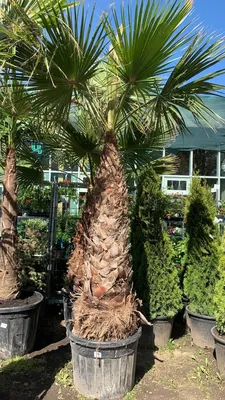 Вашингтония комнатная пальма Пальма Вашингтония Робуста - купить по  выгодным ценам в интернет-магазине OZON (1220396391)