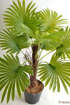 Пальма Вашингтония - это настоящая жемчужина растительного мира. — полезные  статьи