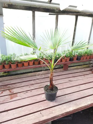 Растение в банке Пальма вашингтония купить в Самаре