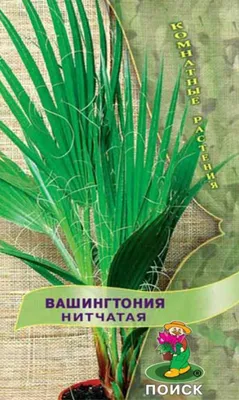 Купить семена цветов Вашингтония Нитчатая. Доставка по всей России